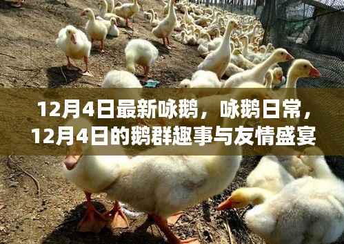 12月4日鹅群趣事与友情盛宴,日常咏鹅新篇章