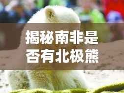 揭秘南非是否有北极熊存在?百度带你探寻真相!