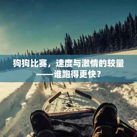 狗狗比赛,速度与激情的较量——谁跑得更快?