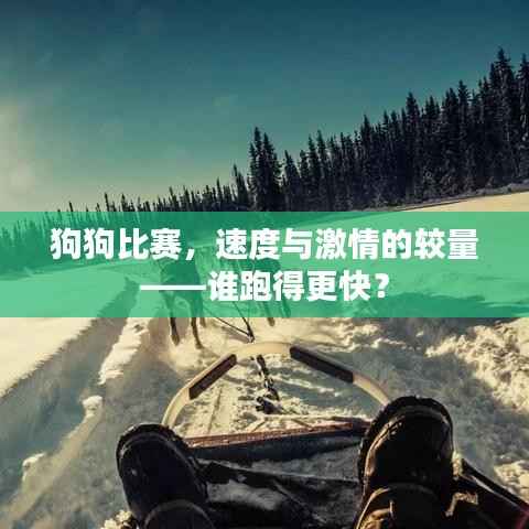 狗狗比赛,速度与激情的较量——谁跑得更快?