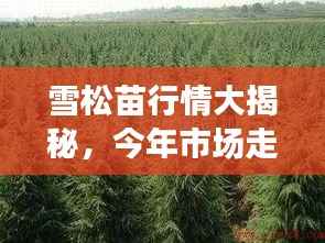 雪松苗行情大揭秘，今年市场走势分析！